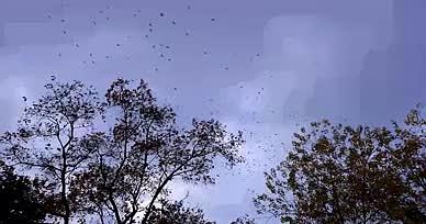实拍成群鸟傍晚飞回树林视频的预览图